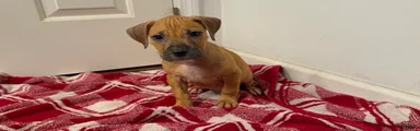 American Pit Bull Terrier 2