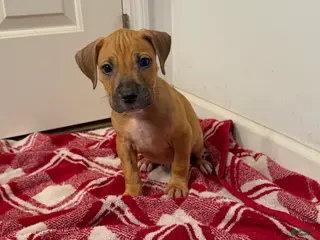 American Pit Bull Terrier dogs American Pit Bull Terrier 2 - Ad 17
