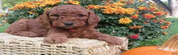Mini Goldendoodle dogs for sale: Espresso  - Ad 4