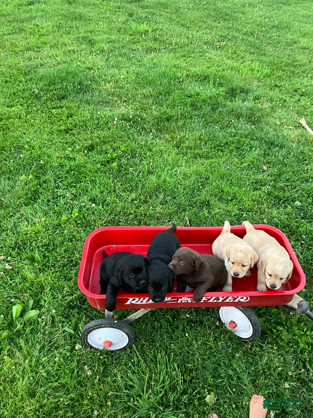 Labrador Retriever dogs for sale: Victory - Ad 14