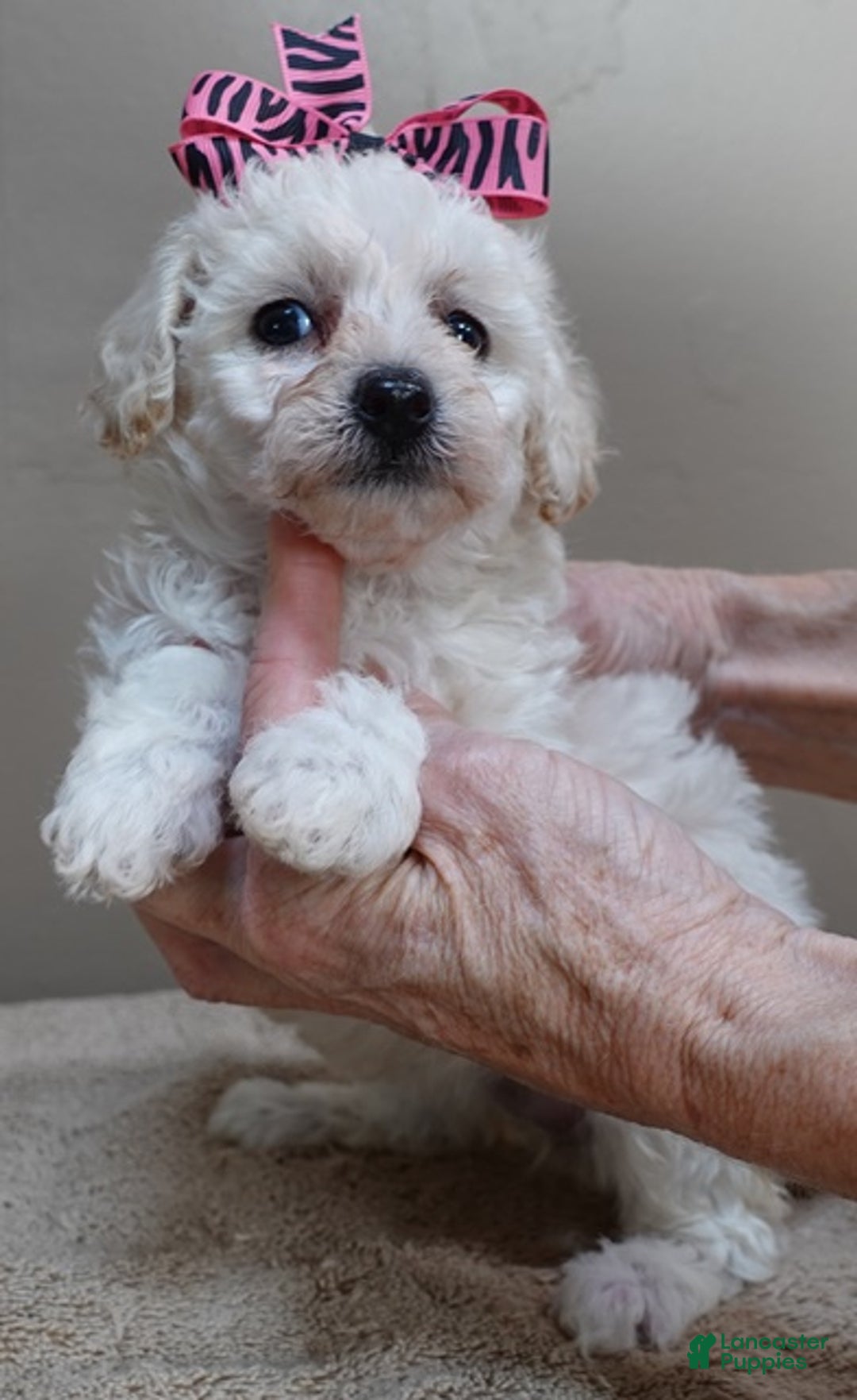 Toy Poodle dogs for sale: Zilla - Ad 9