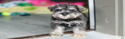 Miniature Schnauzer dogs for sale: Clementine - Ad 5