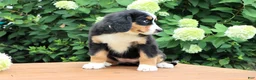 Bernese Mountain Dog dogs for sale: Ruthie - Ad 3
