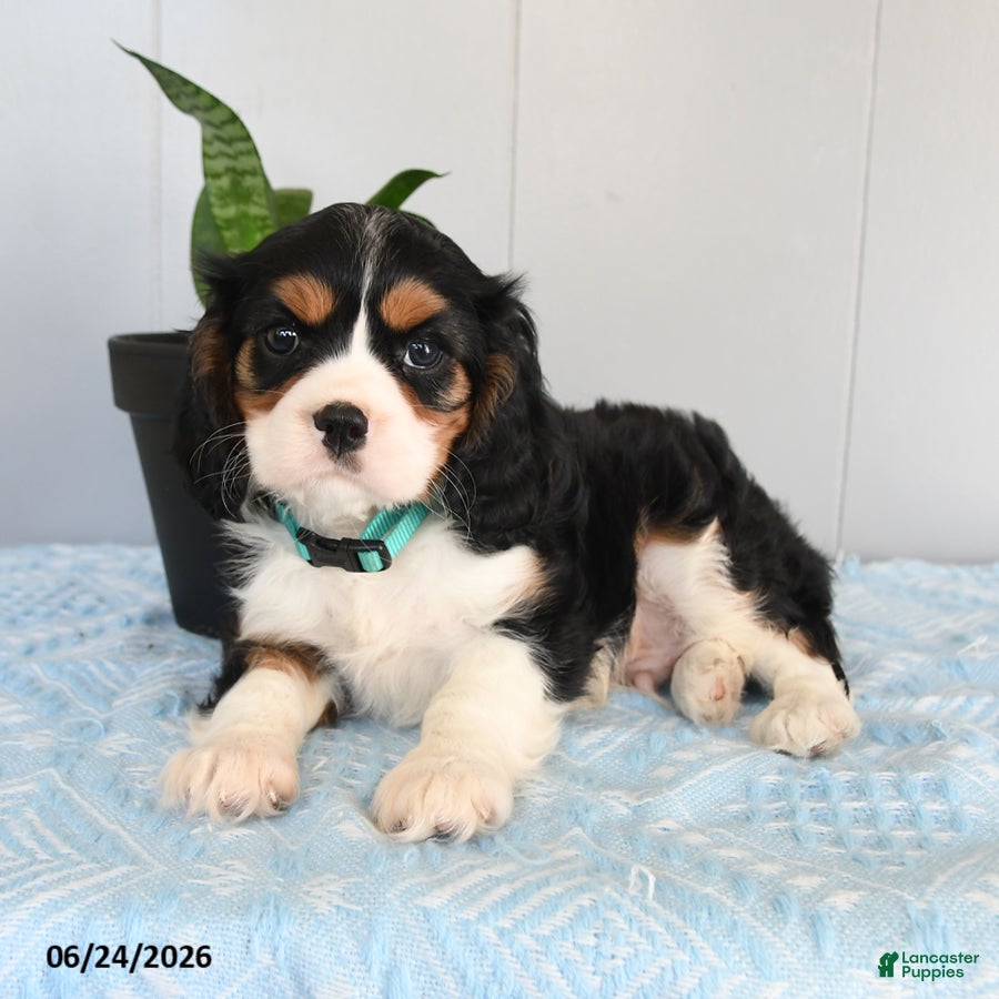 Cavalier King Charles Spaniel dogs Sunshine - Ad 2