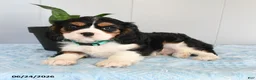 Cavalier King Charles Spaniel dogs for sale: Sunshine - Ad 2