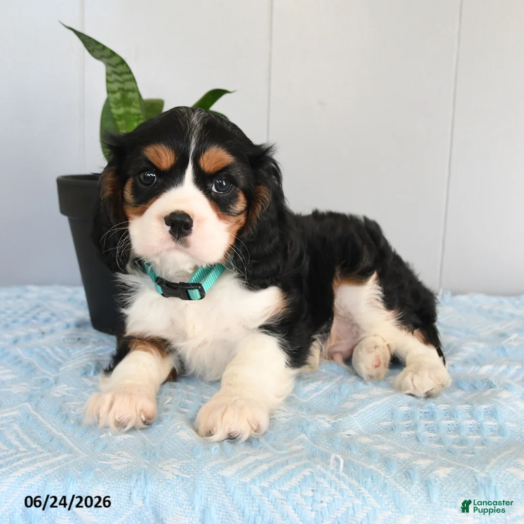 Cavalier King Charles Spaniel dogs for sale: Sunshine - Ad 2