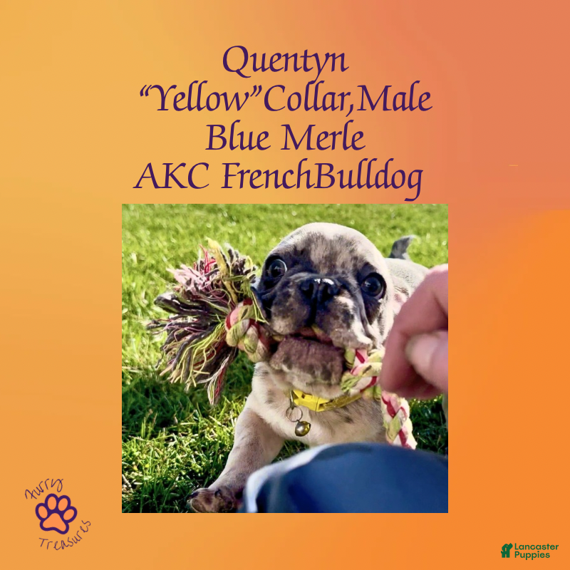 French Bulldog dogs Quentyn “Yellow” Collar, Male - Ad 8