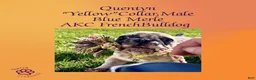 French Bulldog dogs for sale: Quentyn “Yellow” Collar, Male - Ad 1