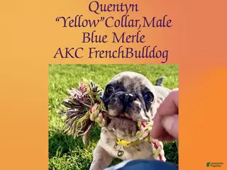 French Bulldog dogs Quentyn “Yellow” Collar, Male - Ad 8