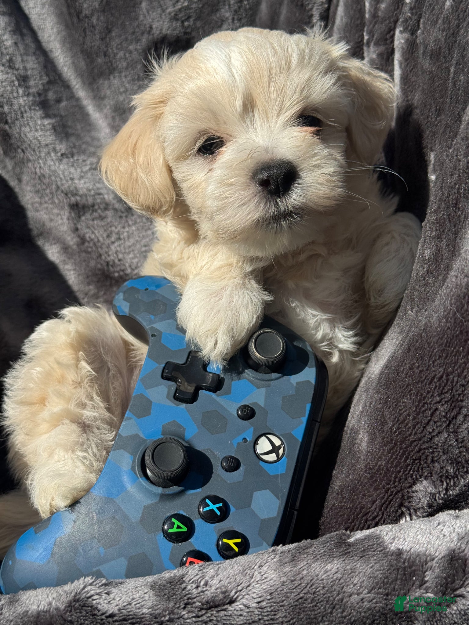 Maltipoo dogs Maltipoo Puppy 1 - Ad 10