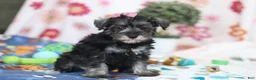 Miniature Schnauzer dogs for sale: Tessa - Ad 4