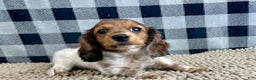 Miniature Dachshund dogs for sale: Kelly - Ad 4