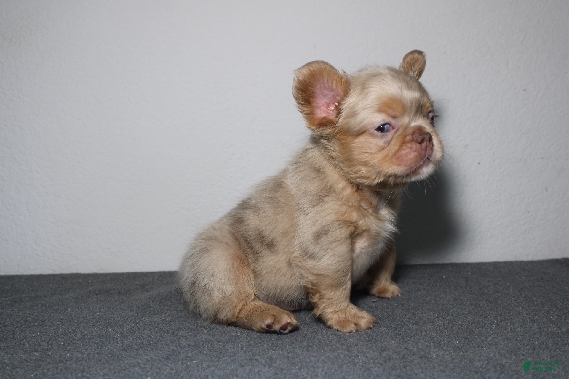 French Bulldog dogs French Bulldog 1 - Ad 1