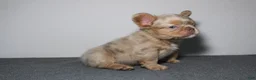 French Bulldog dogs for sale: French Bulldog 1 - Ad 1