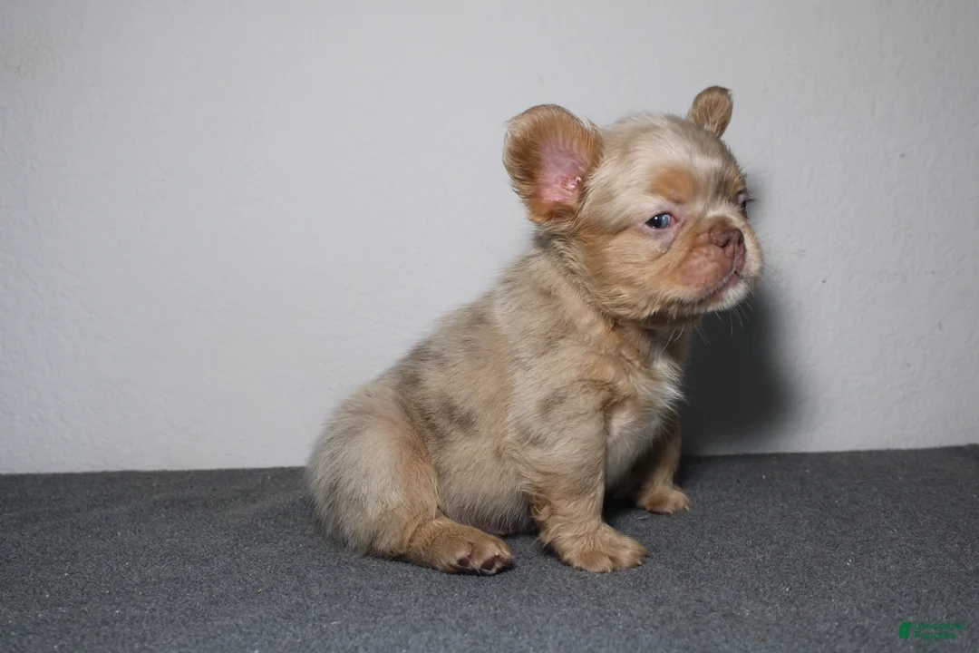 French Bulldog dogs for sale: French Bulldog 1 - Ad 1