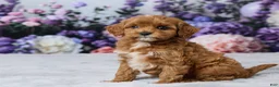 Cavapoo dogs for sale: Lilly - Ad 2