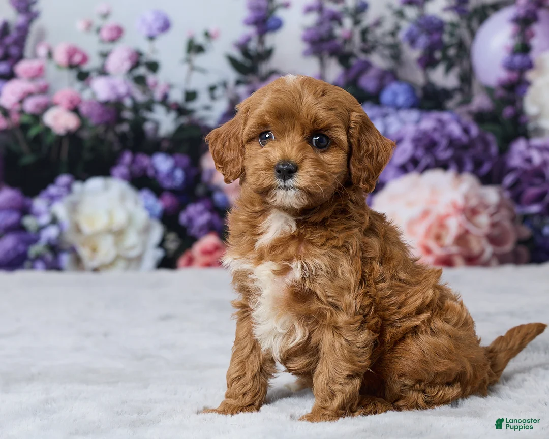 Cavapoo dogs for sale: Lilly - Ad 2