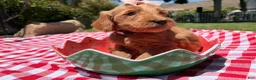 Goldendoodle dogs for sale: Shine - Ad 4