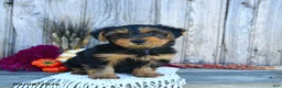 Yorkshire Terrier dogs for sale: Sylvester  - Ad 4