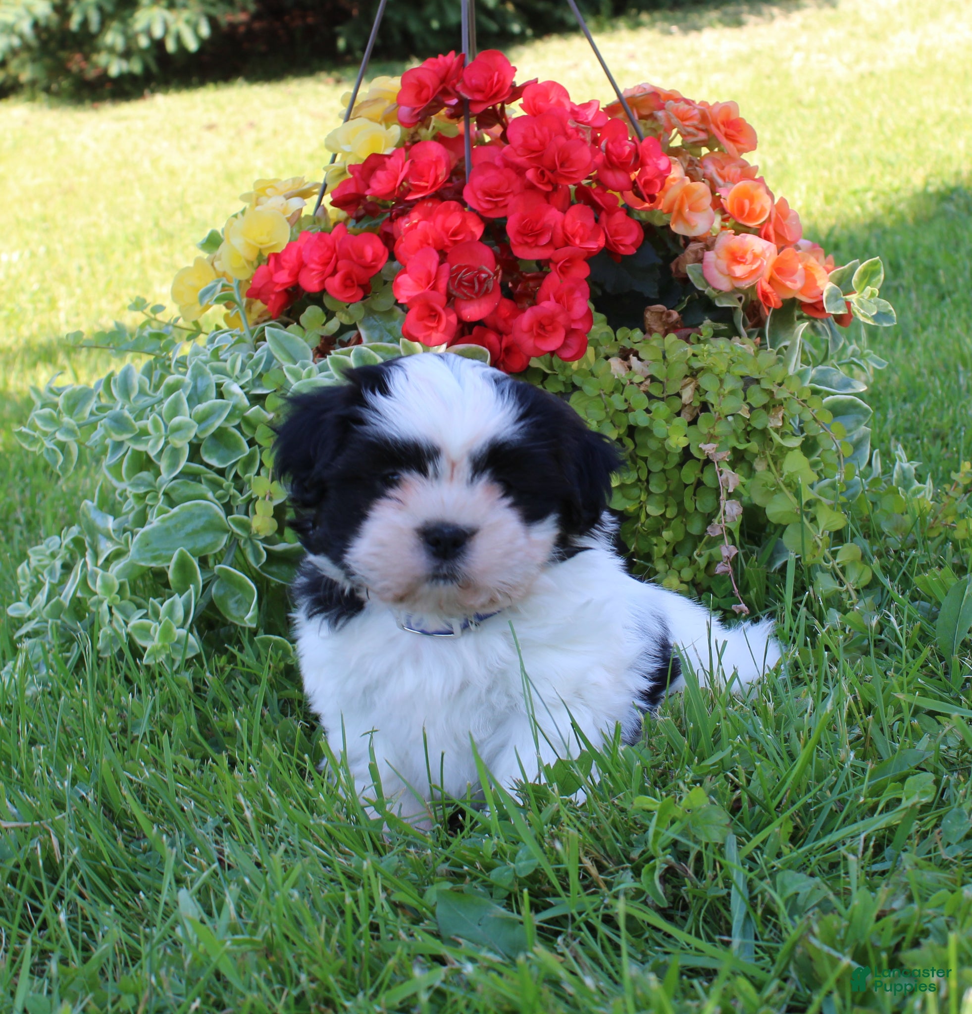 Shih Tzu dogs for sale: Timmy - Ad 1