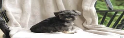 Miniature Schnauzer dogs for sale: Percy - Ad 3