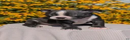 Boston Terrier dogs for sale: Tyson - Ad 6