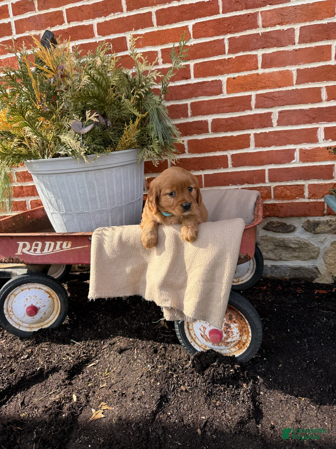 Miniature Golden Retriever dogs for sale: Miniature Golden Retriever Puppy 6 - Ad 3