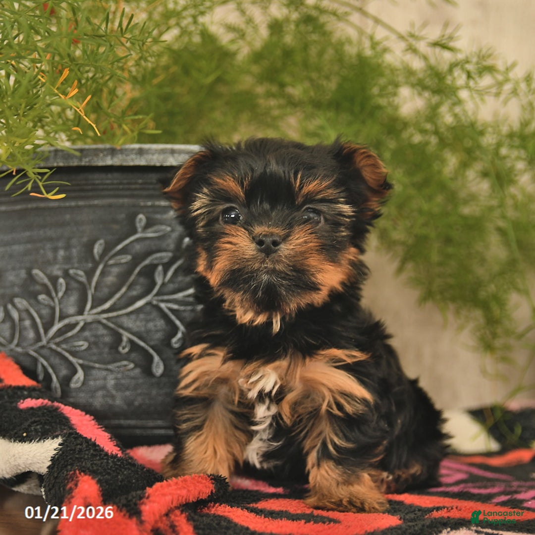 Yorkshire Terrier dogs for sale: Rose  - Ad 3