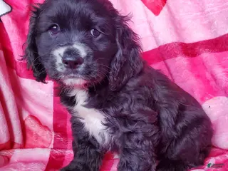 Cocker Spaniel dogs Knight - Ad 24