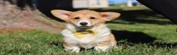 Welsh Corgi Pembroke dogs for sale: Sweetie - Ad 7