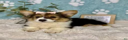 Welsh Corgi Pembroke dogs for sale: Bambi - Ad 5