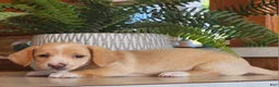 Miniature Dachshund dogs for sale: Ranger - Ad 4