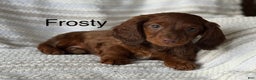Miniature Dachshund dogs for sale: Frosty  - Ad 1