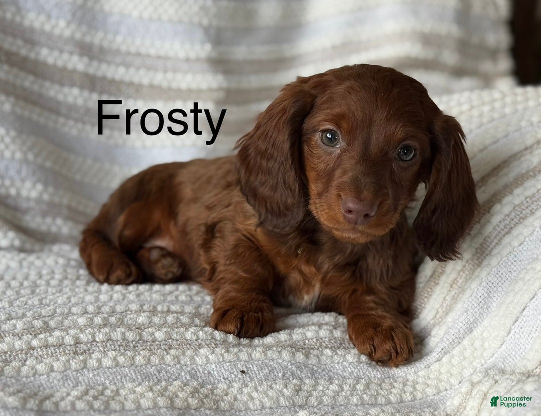 Miniature Dachshund dogs for sale: Frosty  - Ad 1
