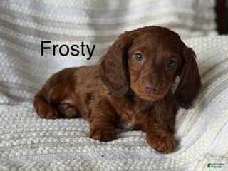 Miniature Dachshund dogs Frosty - Ad 4