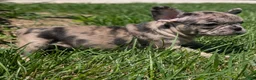 French Bulldog dogs for sale: French Dressing - Ad 3