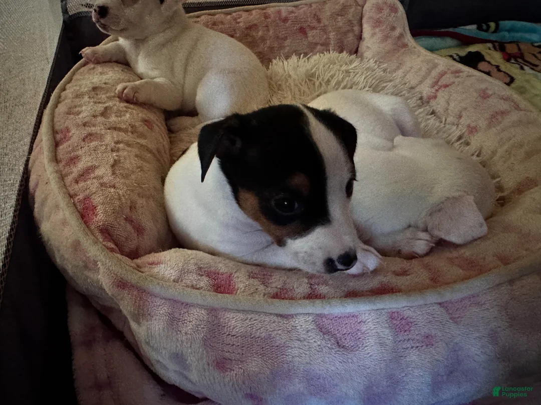 Jack Russell Terrier dogs for sale: Puppy 1 - Ad 1