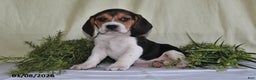 Beagle dogs for sale: Koby - Ad 2