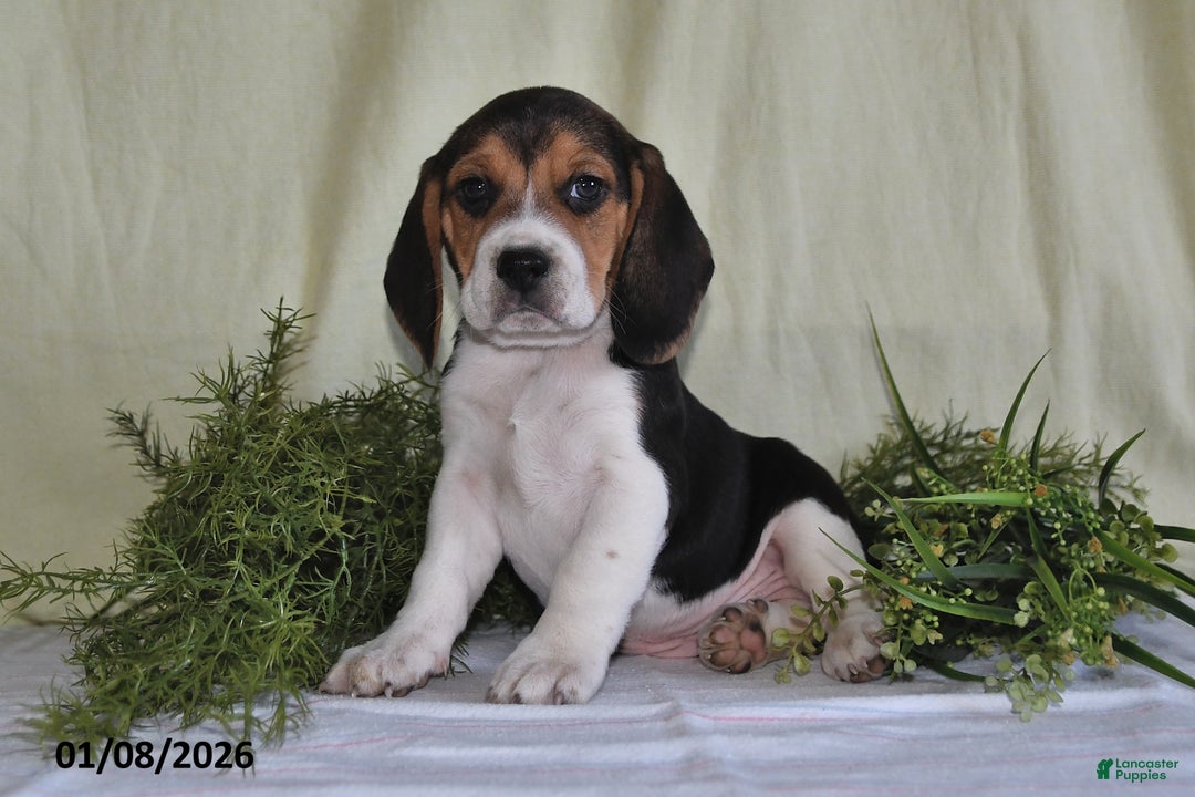 Beagle dogs for sale: Koby - Ad 2