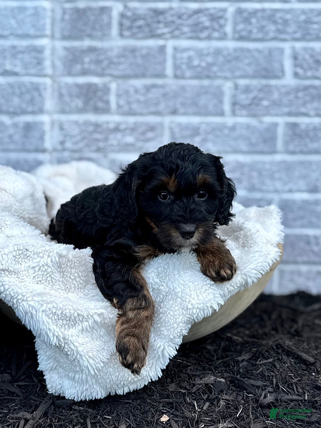 Cavapoo dogs for sale: Mickey - Ad 3