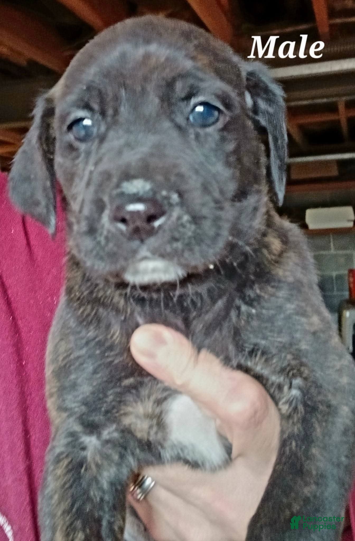 Mountain Cur dogs Mountain Cur Puppy 2 - Ad 3