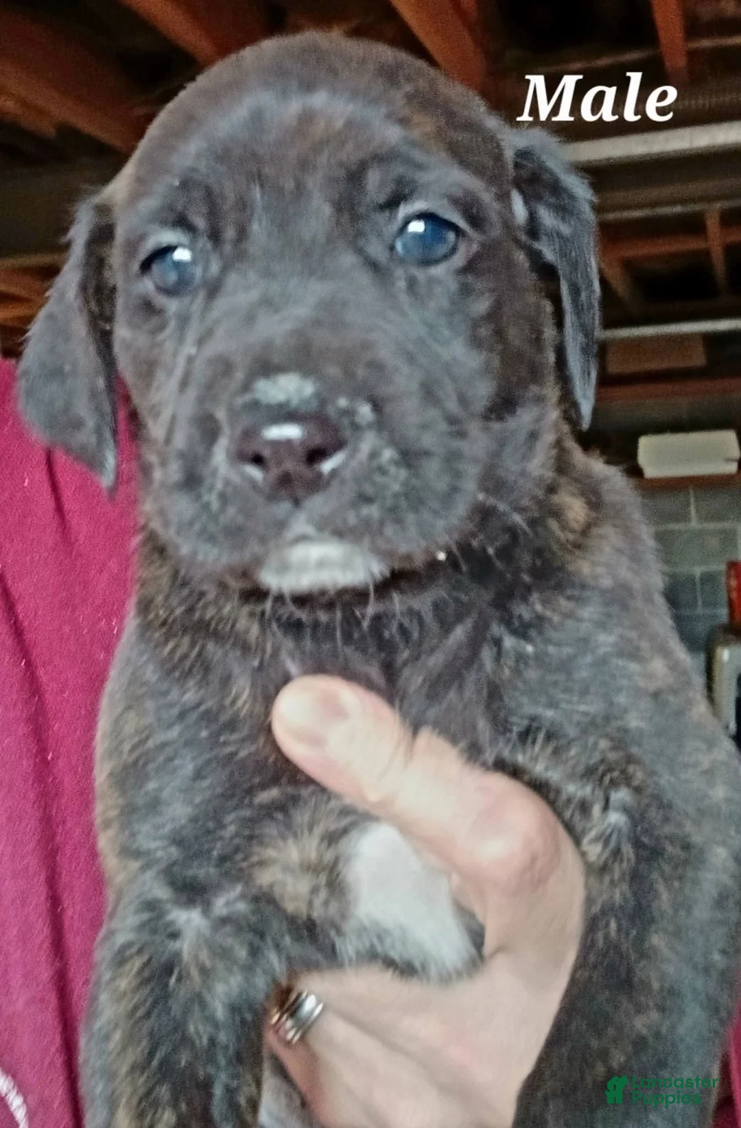 Mountain Cur dogs for sale: Mountain Cur Puppy 2 - Ad 1