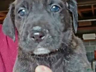 Mountain Cur dogs Mountain Cur Puppy 2 - Ad 3