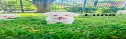 Bichon Frise dogs for sale: luna - Ad 10