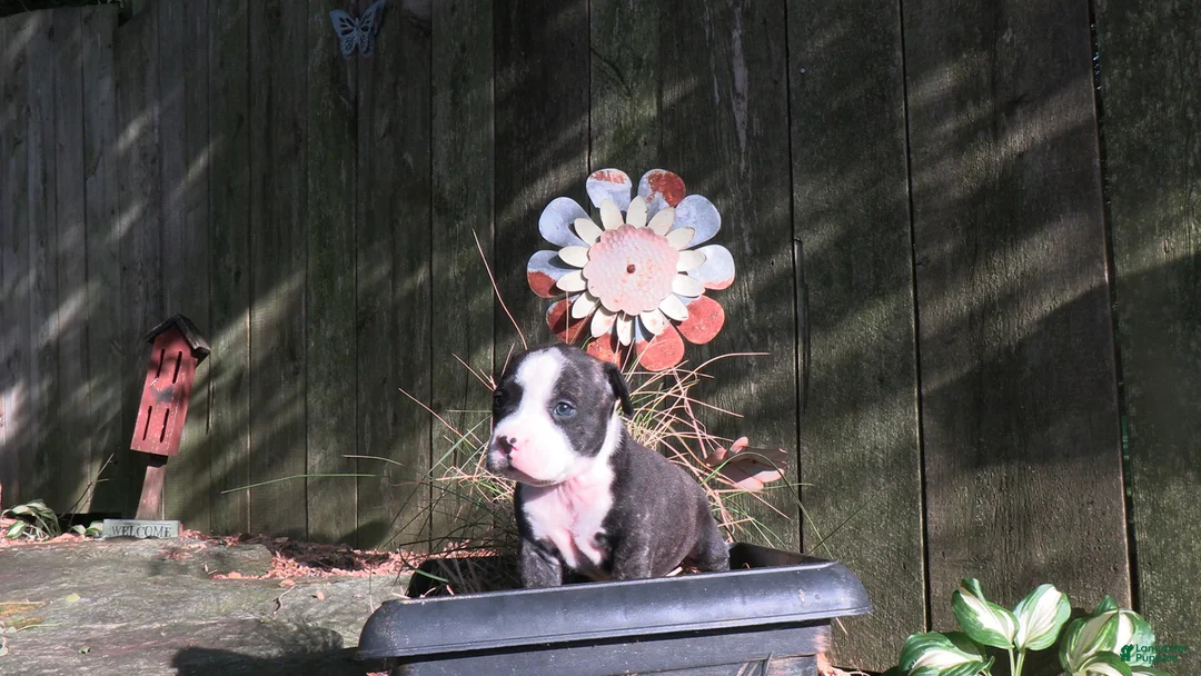 American Bully dogs for sale: Bella - Ad 8