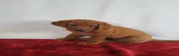 Labrador Retriever dogs for sale: Blaze - Ad 2