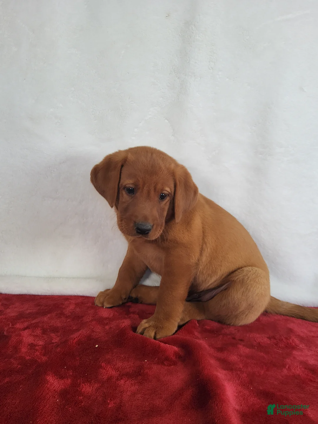Labrador Retriever dogs for sale: Blaze - Ad 2