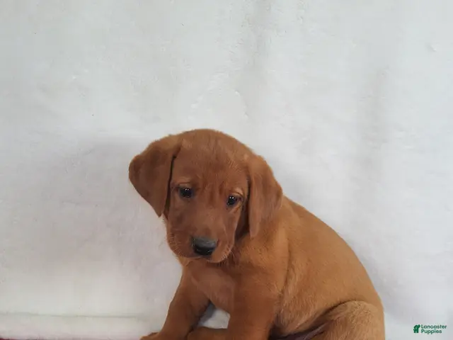 Labrador Retriever dogs for sale: Blaze - Ad 2
