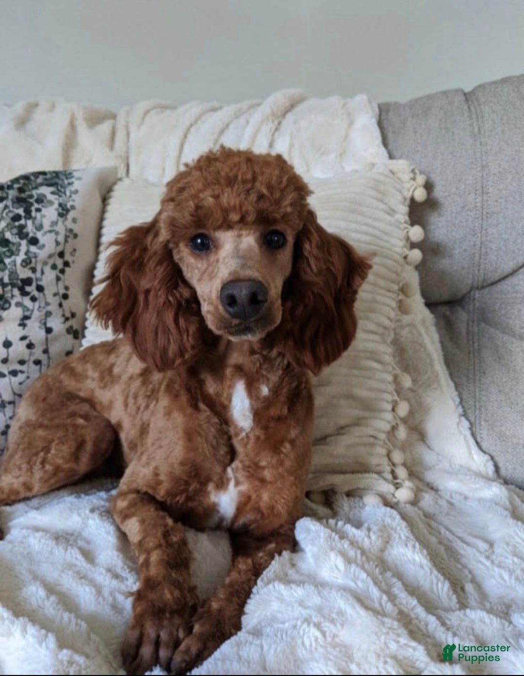 Mini Goldendoodle dogs for sale: Scout - Ad 9