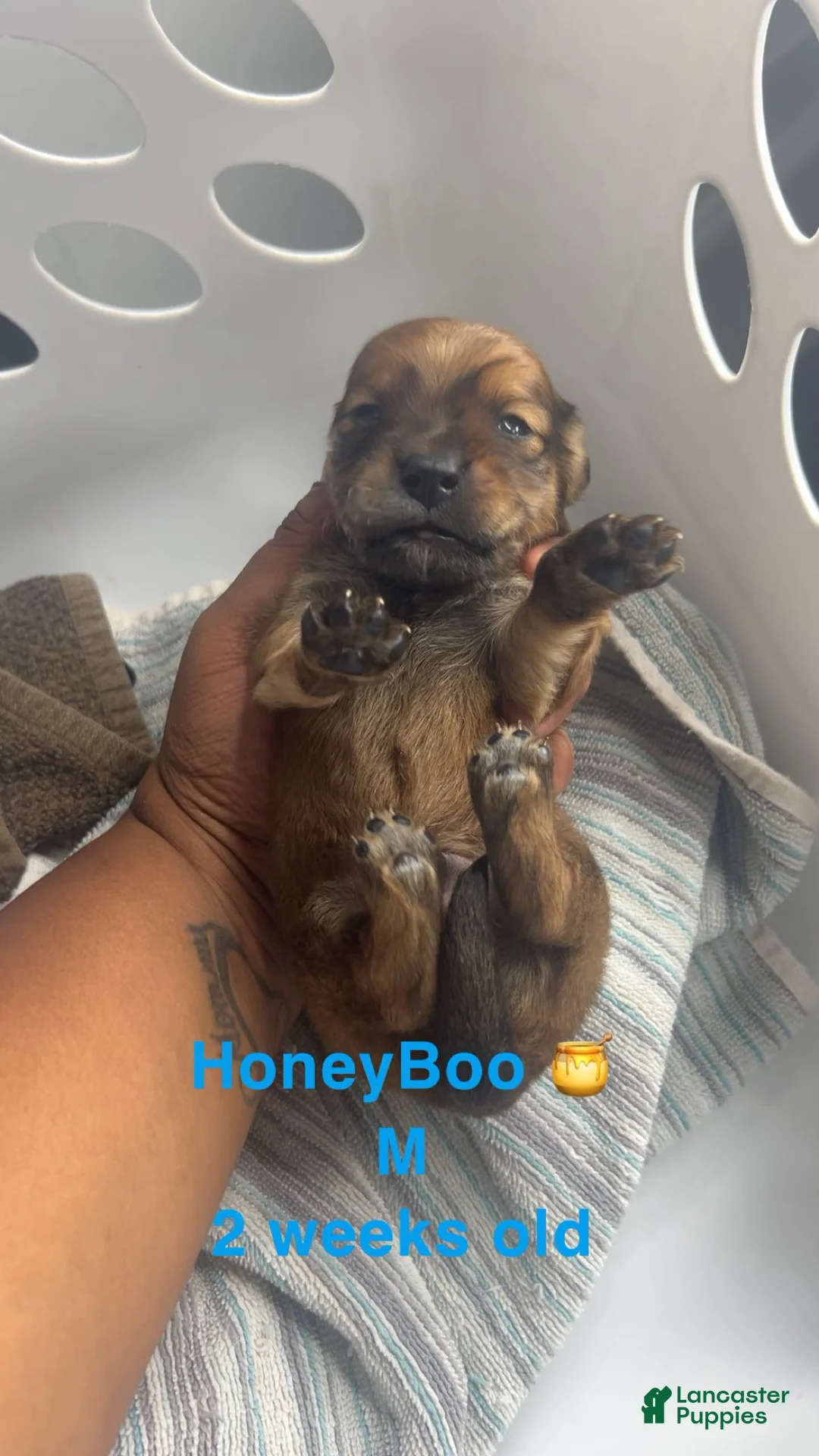 Mixed Breed dogs for sale: Honeyboo 🍯  - Ad 2